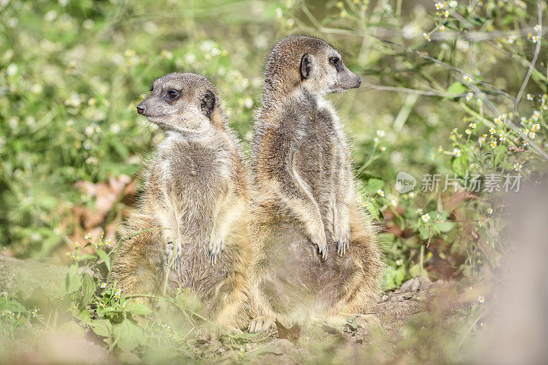 猫鼬(Suricata suricatta)或suricatta在寻找捕食者